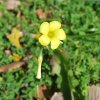 Oxalis pes-caprae